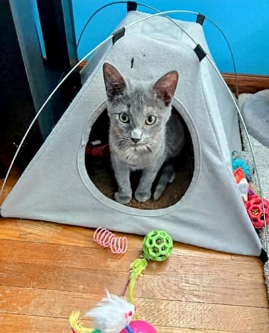 Enlarge Sunshine, a Adoptable Domestic Short Hair in Winnipeg, MB image 6/6