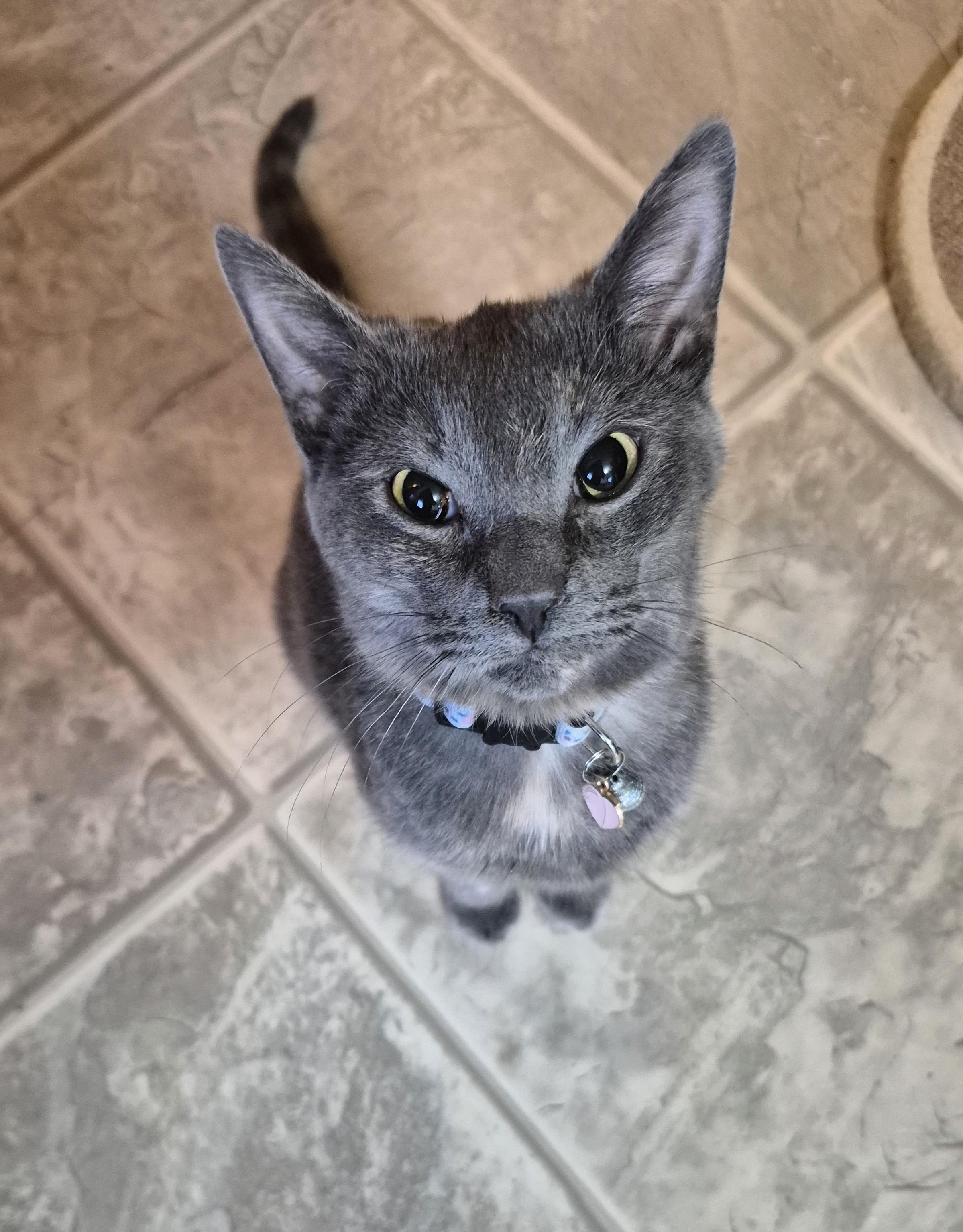 Enlarge Sunshine, a Adoptable Domestic Short Hair in Winnipeg, MB image 1/6