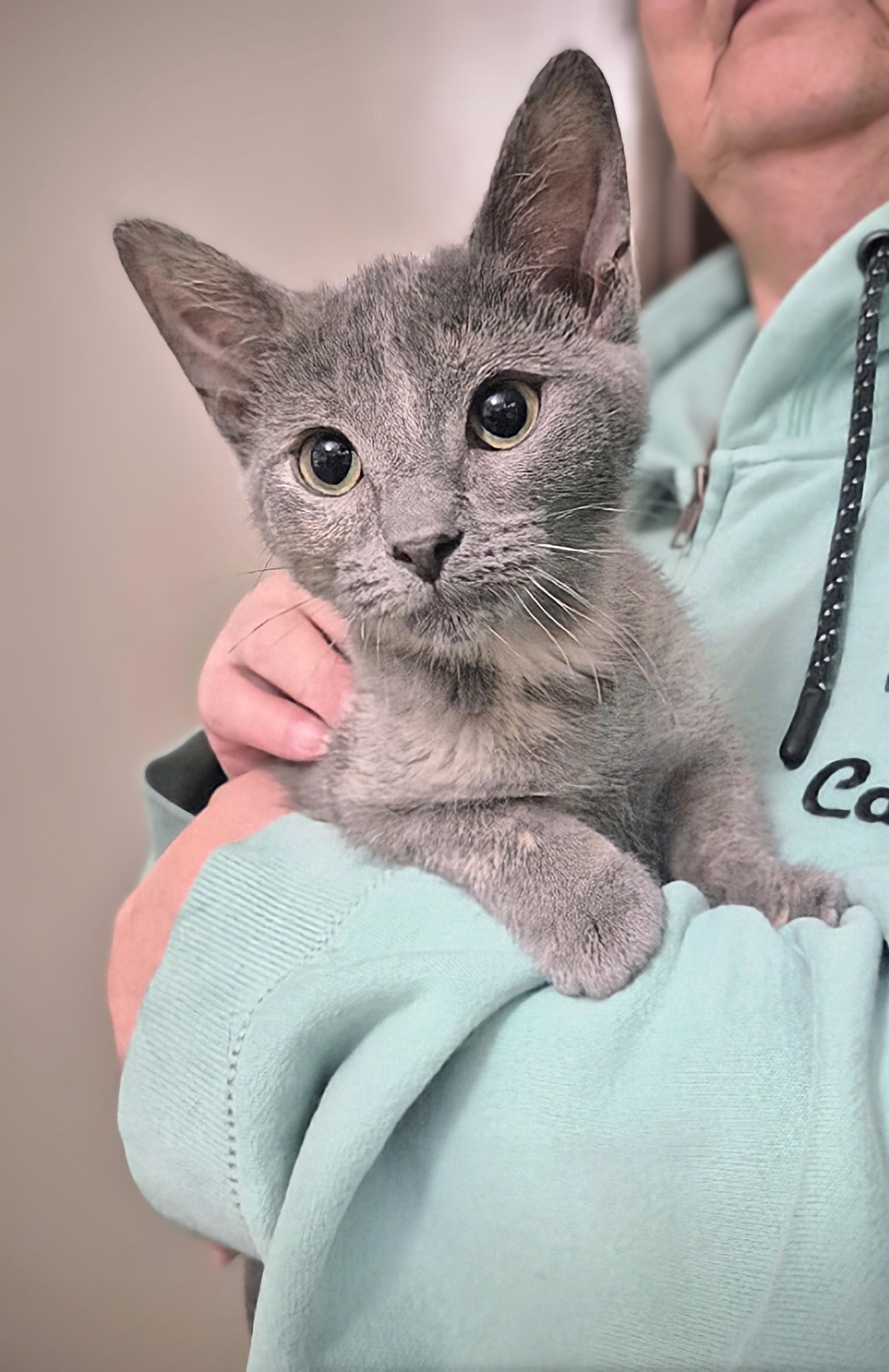 Sunshine, a Adoptable Domestic Short Hair in Winnipeg, MB image 6/6