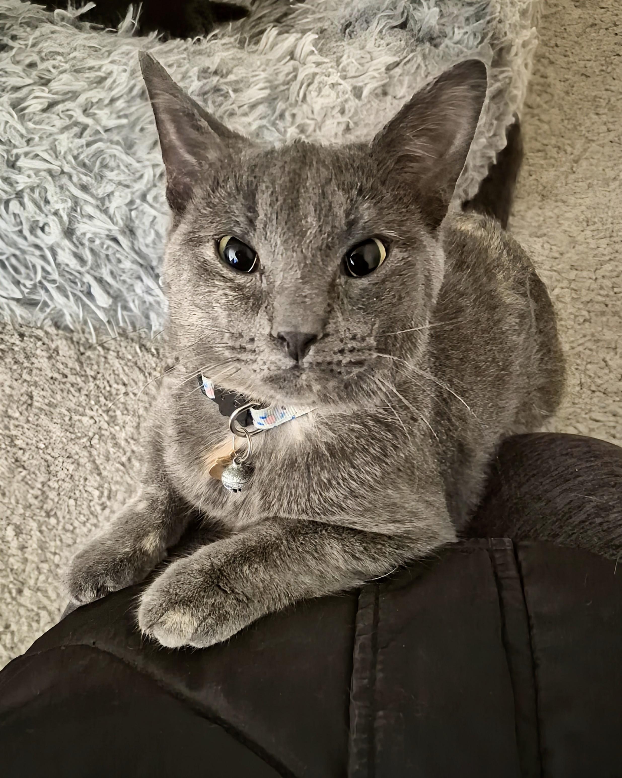 Sunshine, Adoptable, Kitten Female Domestic Short Hair.