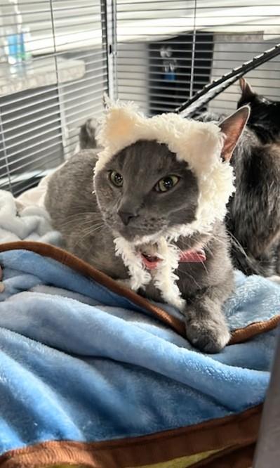 Sunshine, a Adoptable Domestic Short Hair in Winnipeg, MB image 5/6