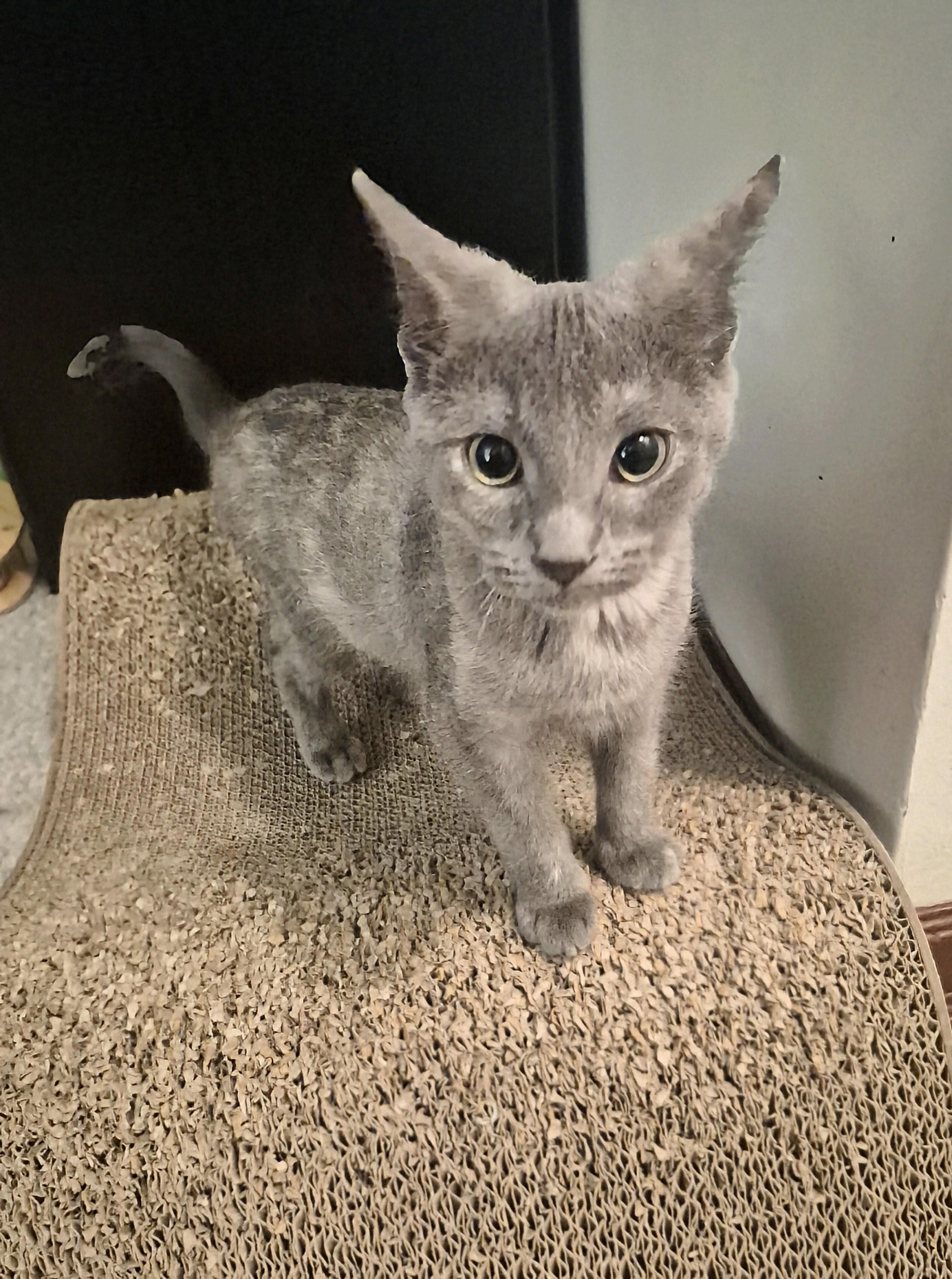 Enlarge Sunshine, a Adoptable Domestic Short Hair in Winnipeg, MB image 4/6