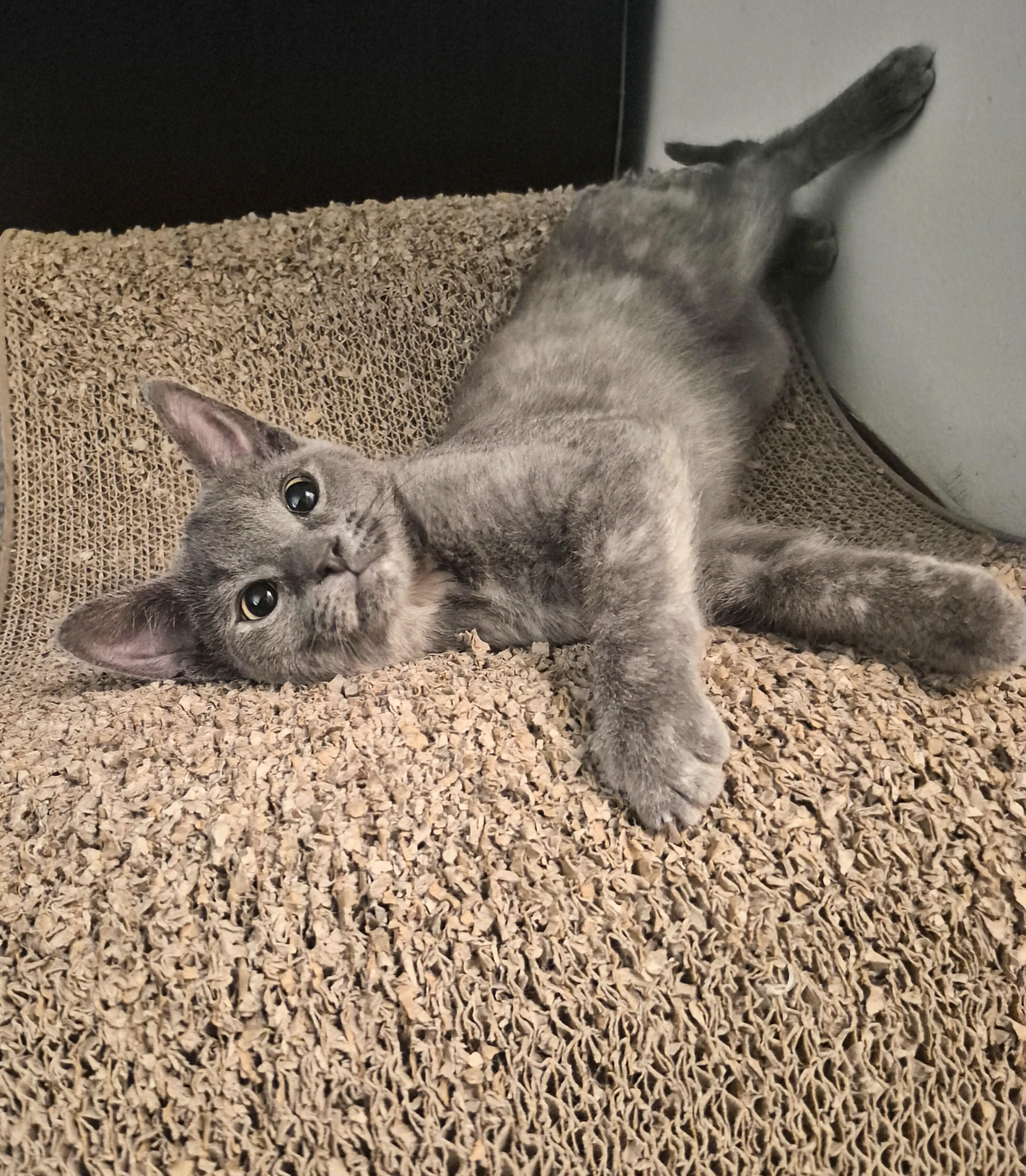 Enlarge Sunshine, a Adoptable Domestic Short Hair in Winnipeg, MB image 5/6