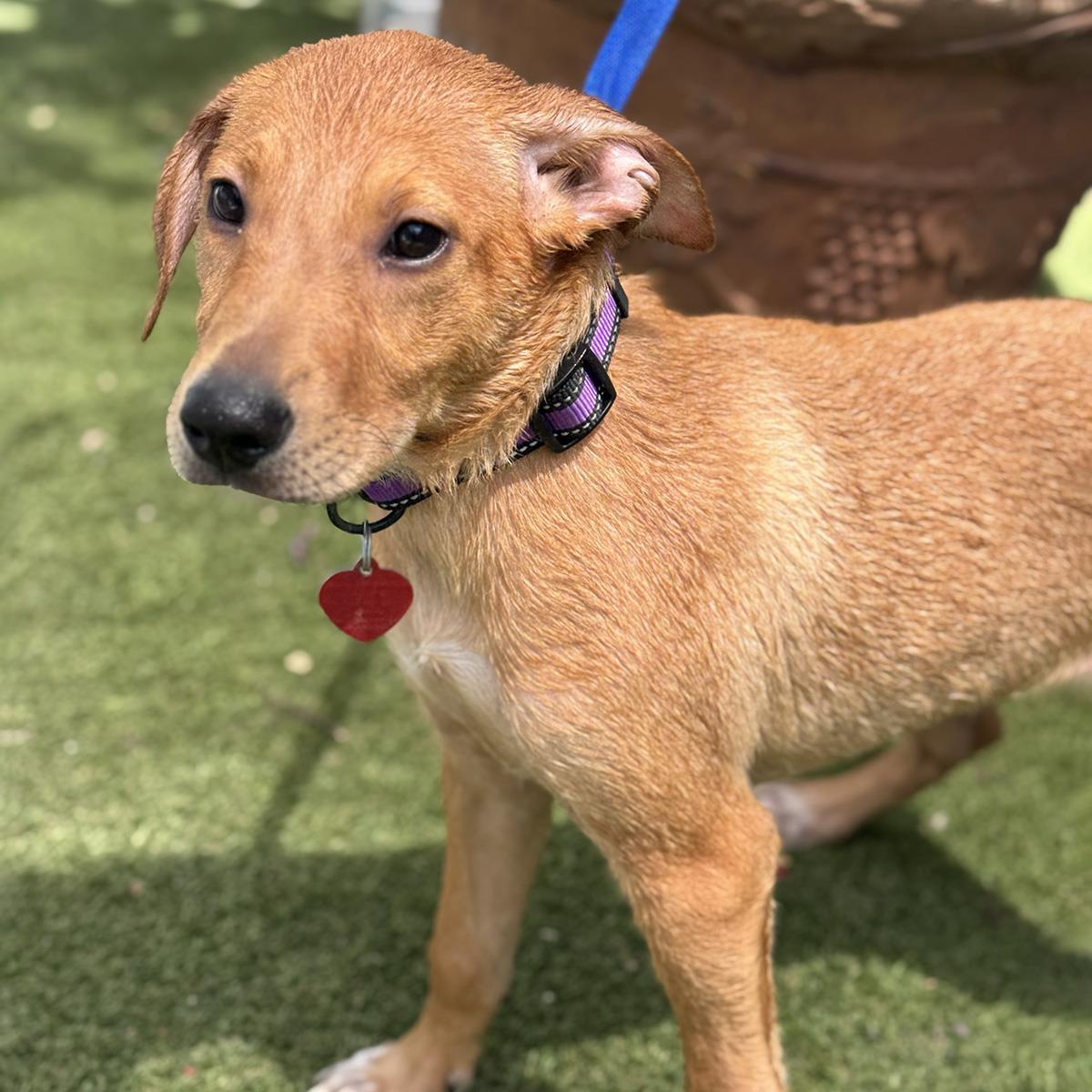Enlarge Frog - Adopted!, a Adoptable mixed breed in San Diego, CA image 1/3