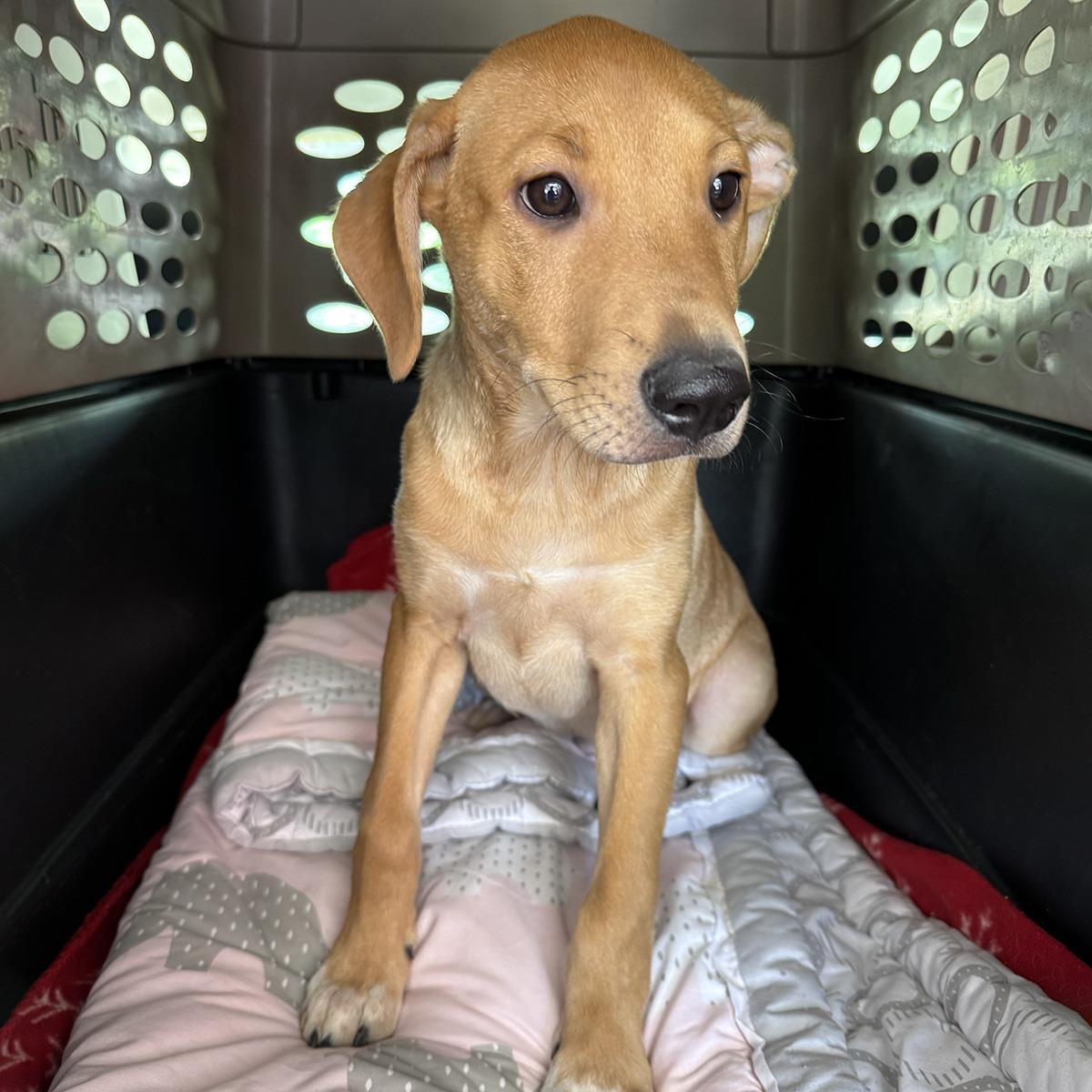 Enlarge Frog - Adopted!, a Adoptable mixed breed in San Diego, CA image 2/3