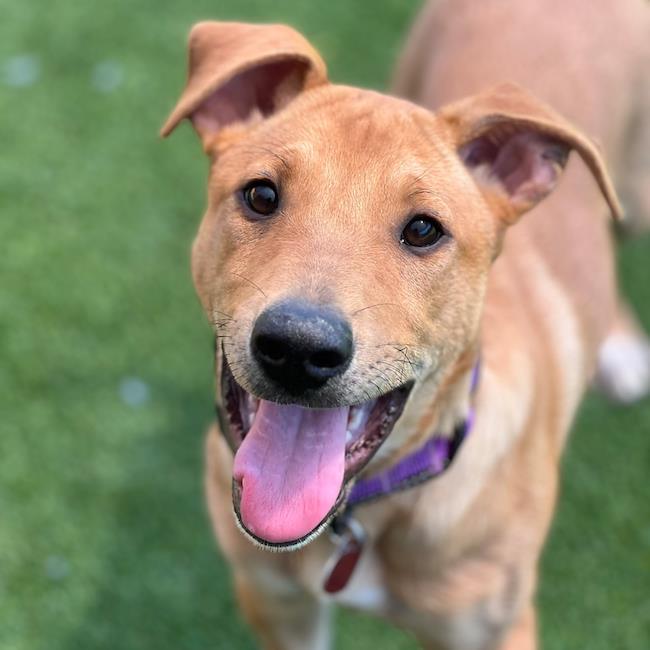 Enlarge Frog - Adopted!, a Adoptable mixed breed in San Diego, CA image 3/3