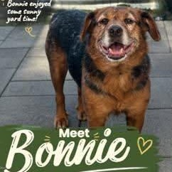 Enlarge Bonnie, a Adoptable mixed breed in Albany, NY image 2/2