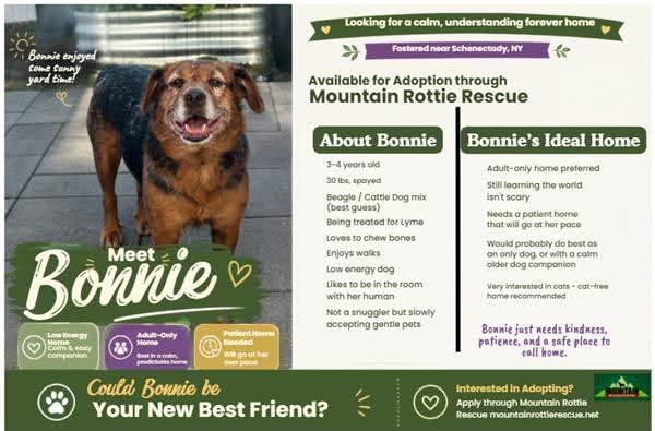 Bonnie, a ADOPTABLE mixed breed in Albany, NY image 2/2