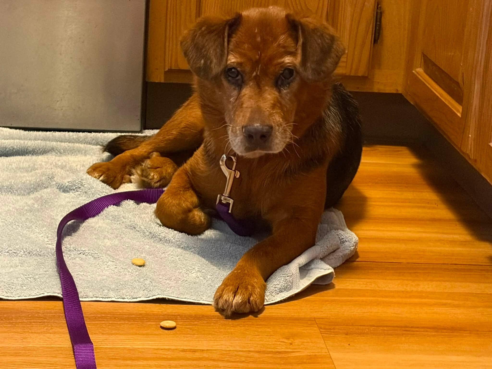 Bonnie, ADOPTABLE, Adult Female Mixed Breed.