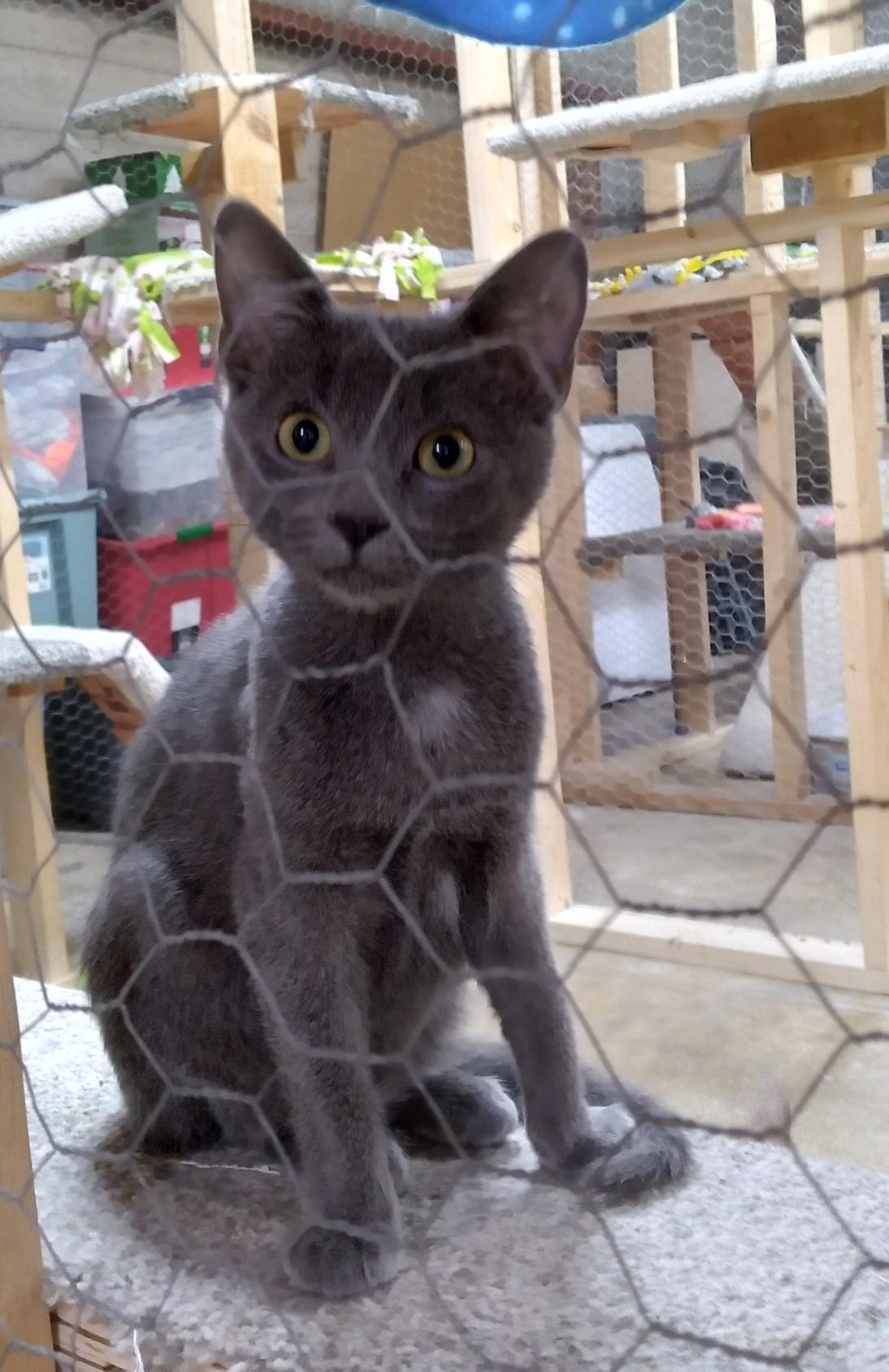 Enlarge Minnow, an adoptable Domestic Short Hair in Faribault, MN image 1/1