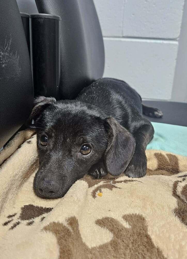Tarzan, Adoptable, Puppy Male Mixed Breed.