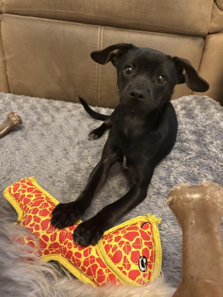 Enlarge Tarzan, a Adoptable mixed breed in Columbus, OH image 3/5