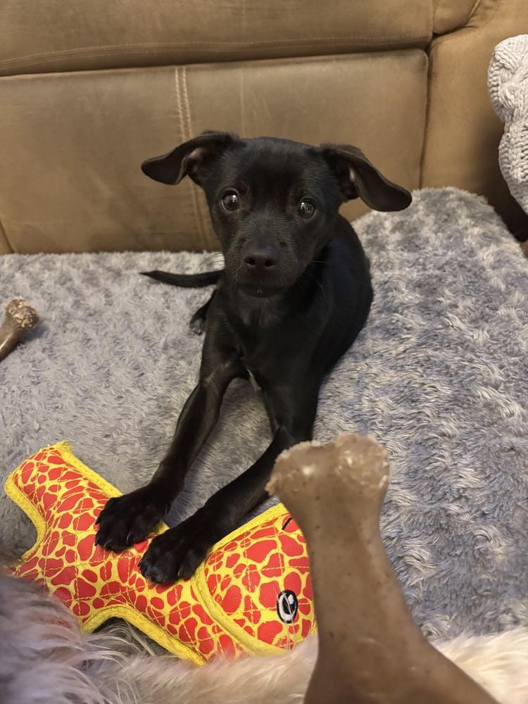 Enlarge Tarzan, a Adoptable mixed breed in Columbus, OH image 4/5