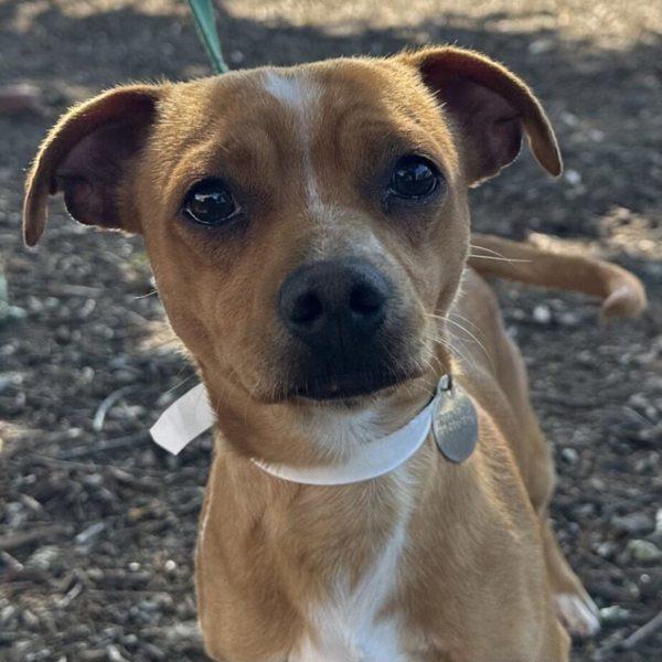 Enlarge Gimli, a Adoptable mixed breed in Walnut Creek, CA image 1/1