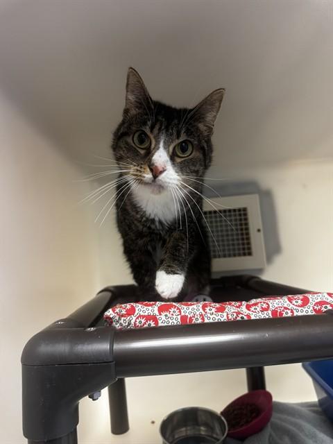 Enlarge JESS, a Adoptable Domestic Short Hair in Statesville, NC image 1/1