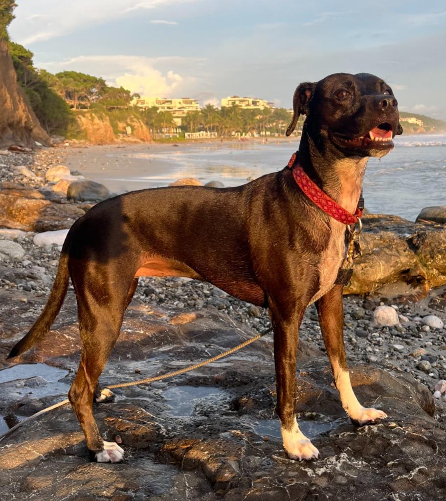 Summer, Adoptable, Adult Female Australian Cattle Dog / Blue Heeler & Black Labrador Retriever.