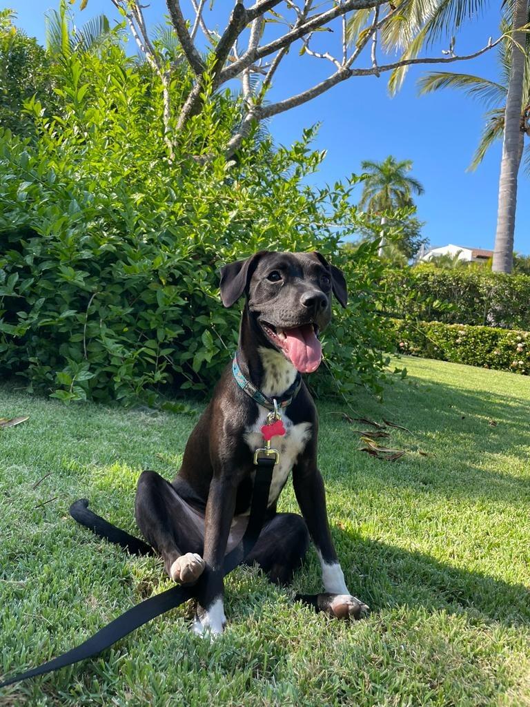 Enlarge Summer, a Adoptable mixed breed in Corral del Risco, NAY image 6/6