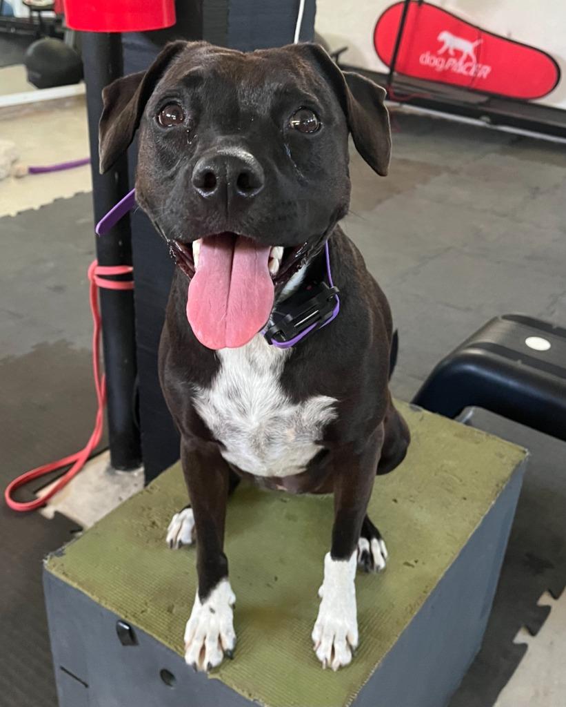 Enlarge Summer, a Adoptable mixed breed in Corral del Risco, NAY image 5/6