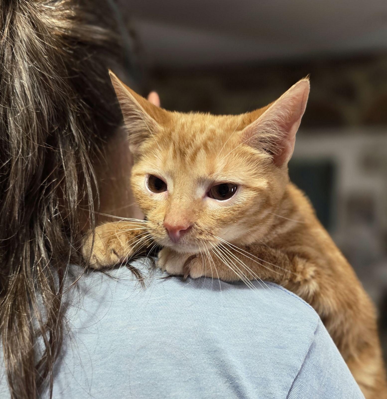 Enlarge Hank (Austin), a Adoptable Domestic Short Hair in Austin, TX image 2/3