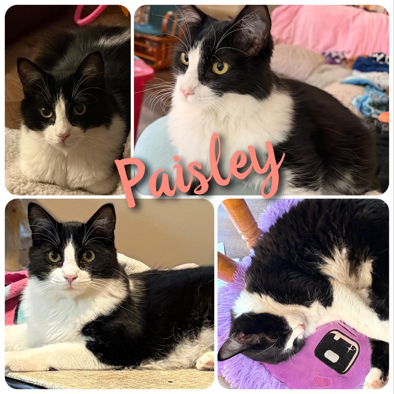 Paisley, Adoptable, Young Female Domestic Long Hair.