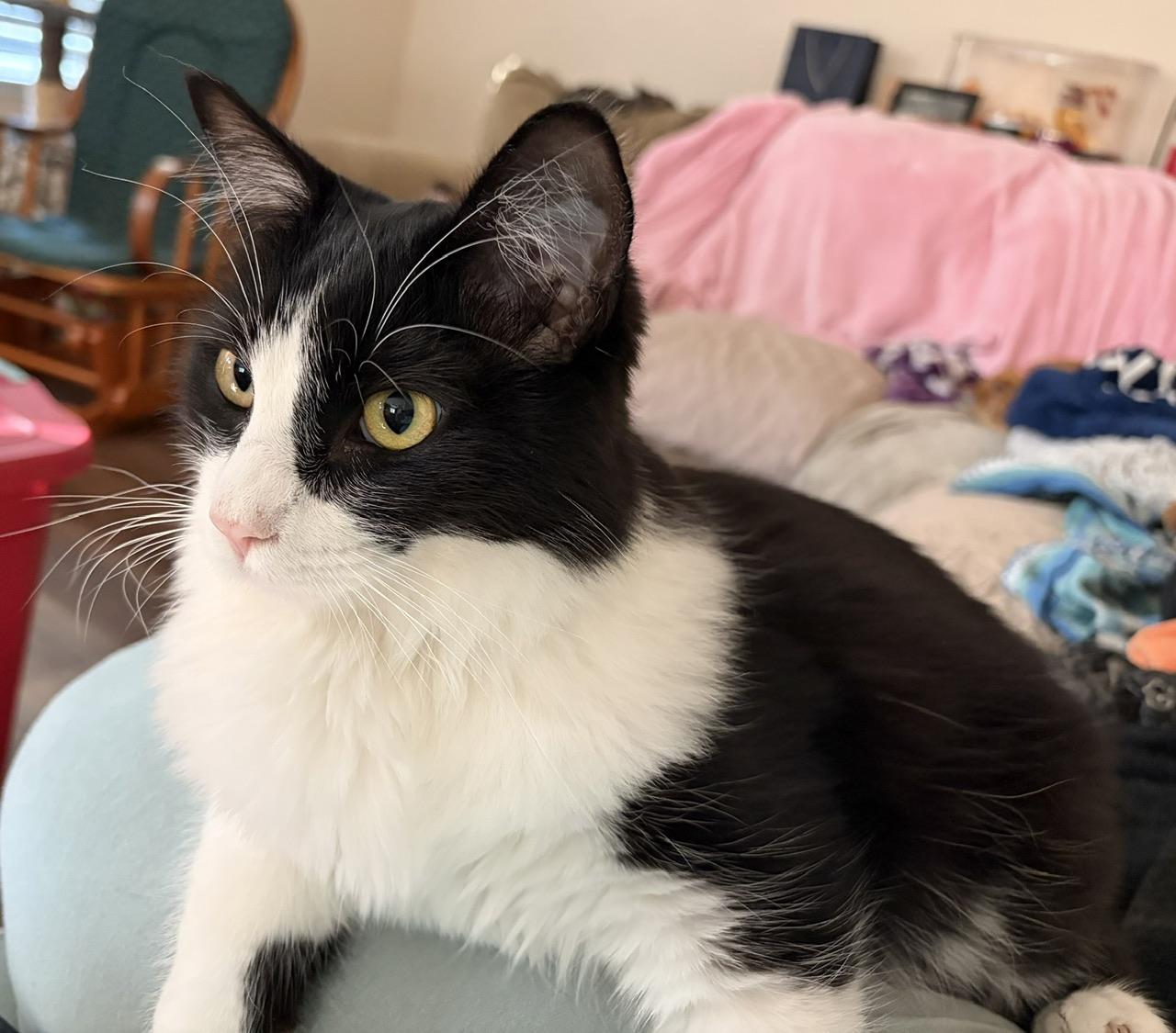 Paisley, an adopted Domestic Long Hair in Hollister, CA image 2/6