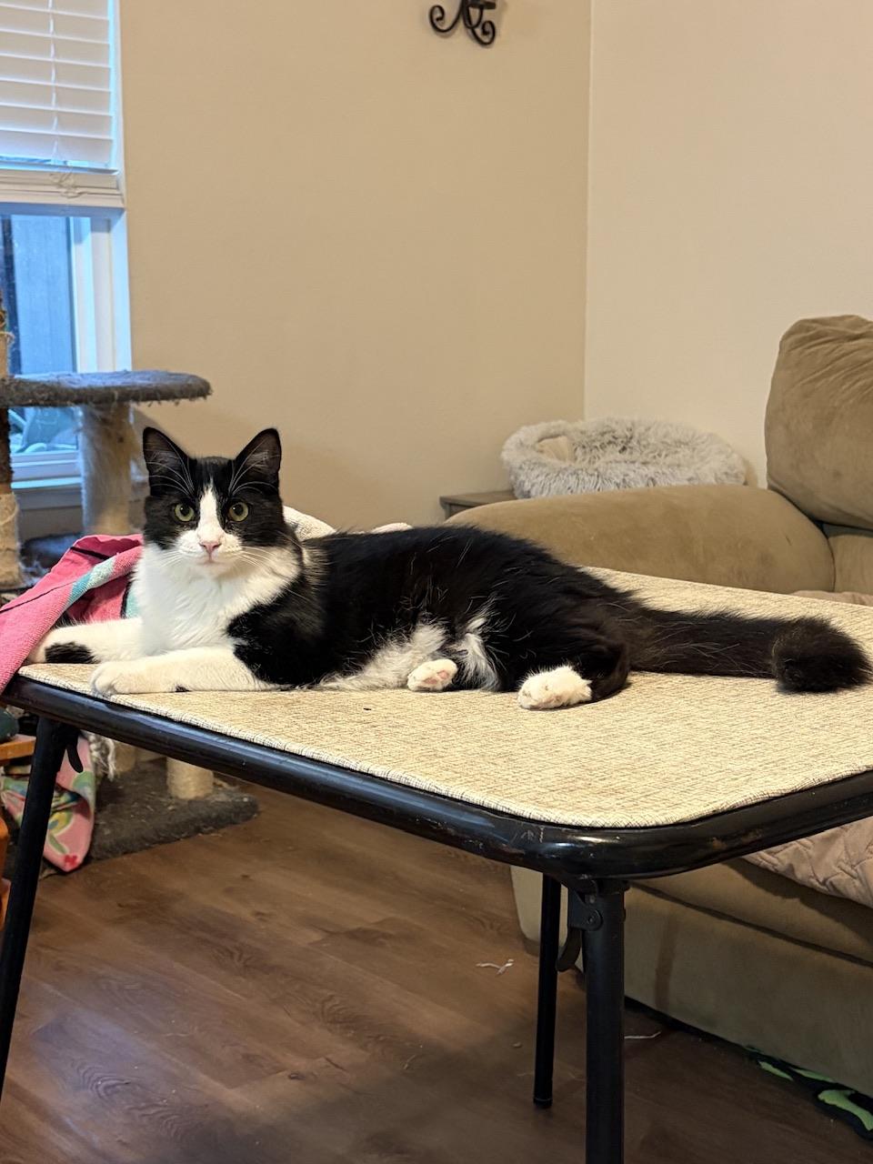 Paisley, an adopted Domestic Long Hair in Hollister, CA image 6/6