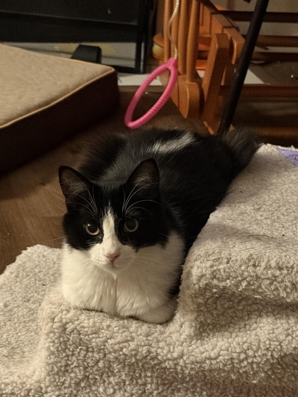 Paisley, an adopted Domestic Long Hair in Hollister, CA image 5/6