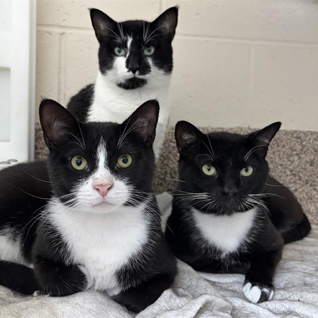 ROCKHOPPER, Adoptable, Young Male Domestic Short Hair.