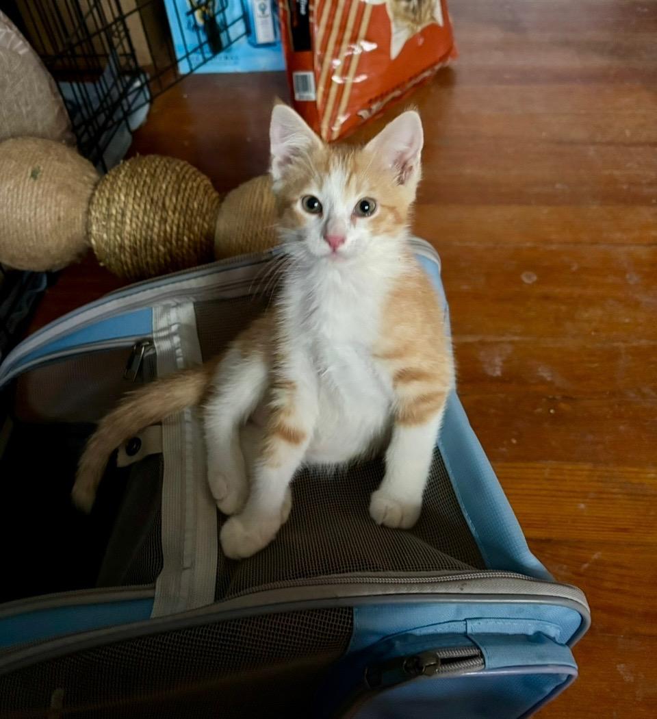 Enlarge Cyprus " Kitten male orange Tabby, Big Boy! ", a Adopted mixed breed in Flower Mound, TX image 1/3