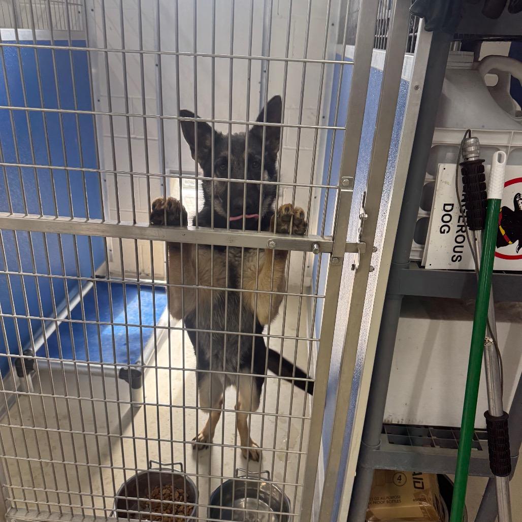 Enlarge Vers, a Adoptable German Shepherd Dog in Shelbyville, IL image 1/1