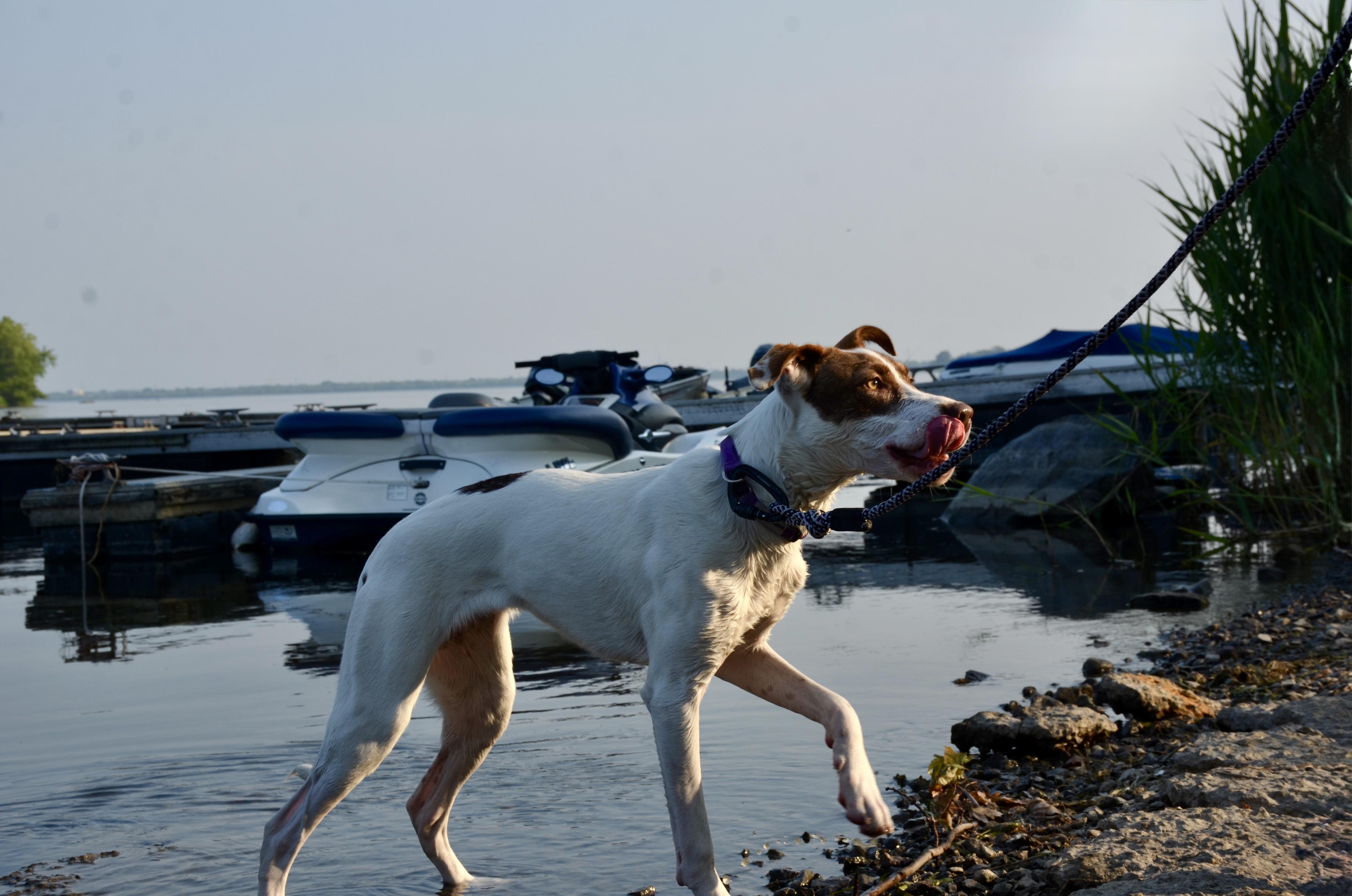 Caramel, a Adoptable Mixed Breed in Mont-Royal, QC image 2/6