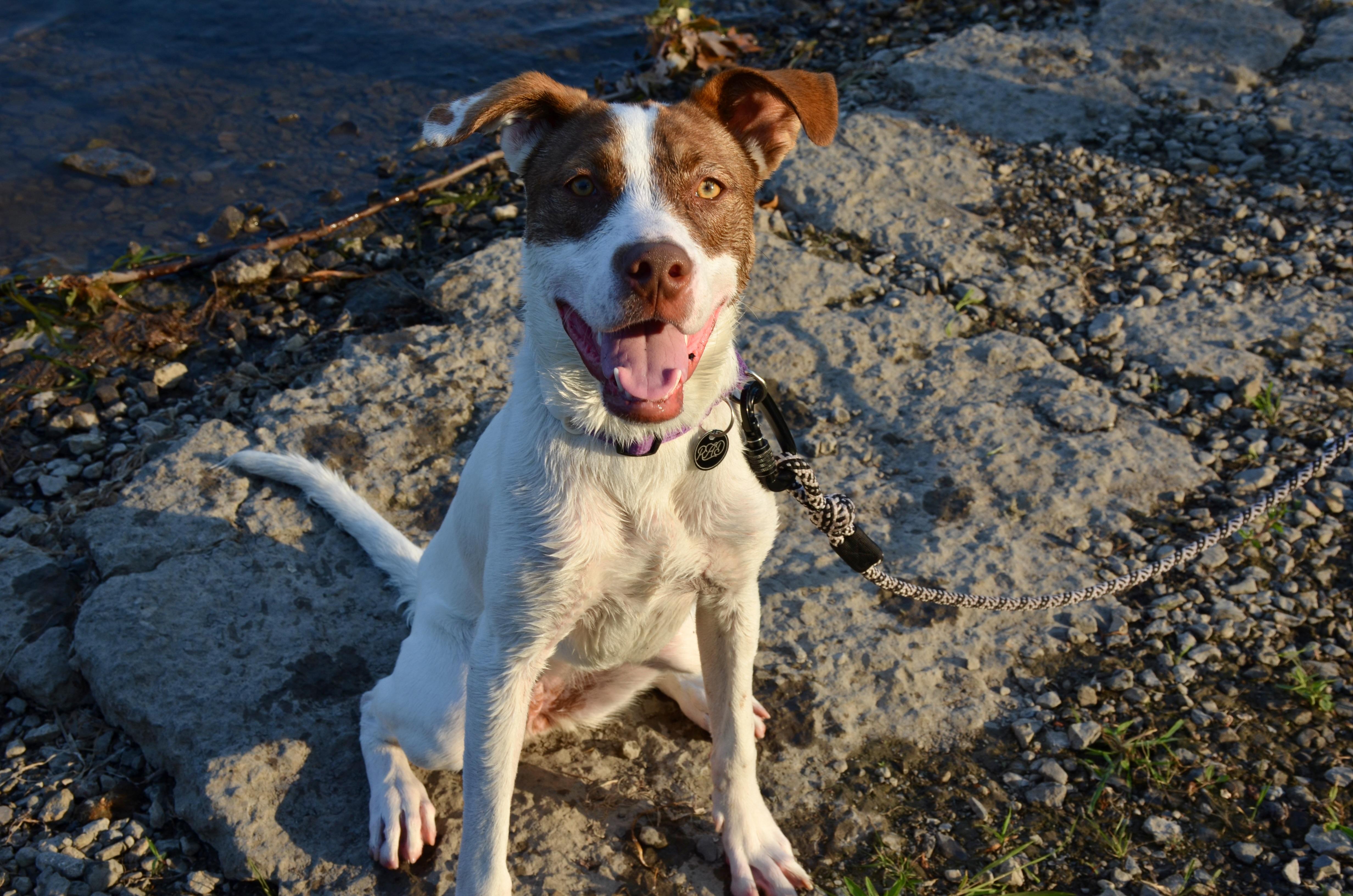Caramel, a Adoptable Mixed Breed in Mont-Royal, QC image 3/6