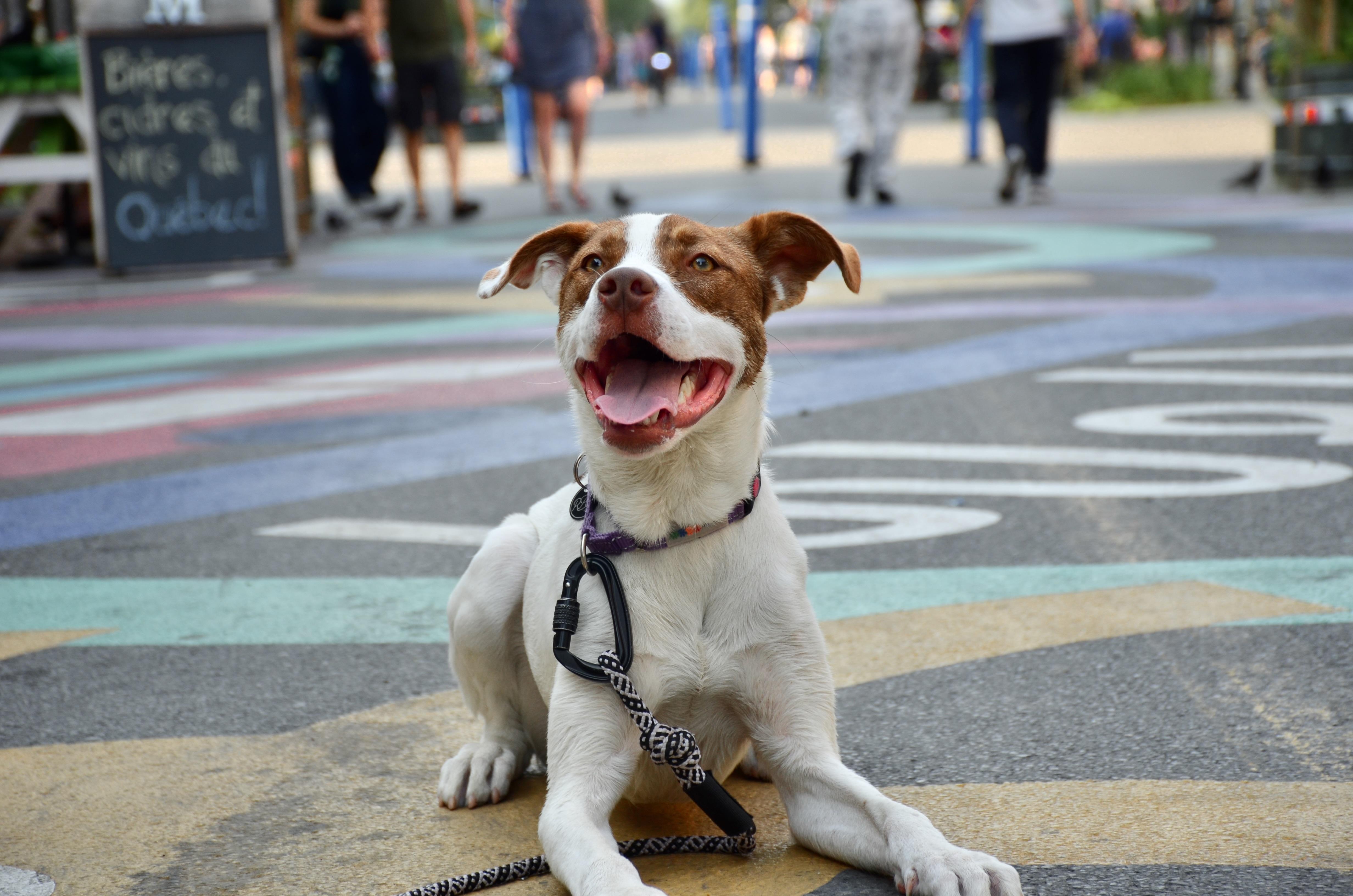 Caramel, a Adoptable Mixed Breed in Mont-Royal, QC image 6/6