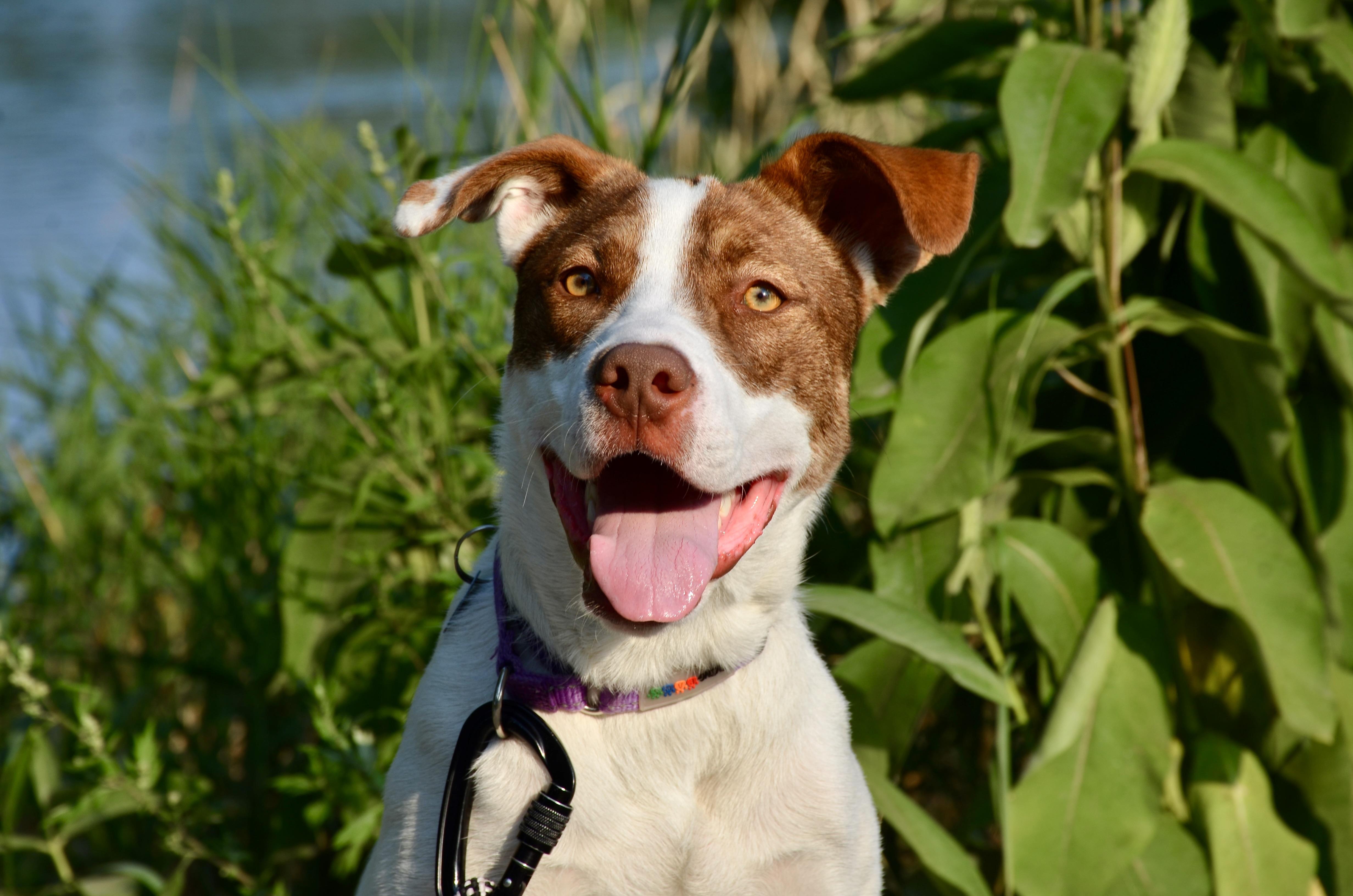 Caramel, a Adoptable Mixed Breed in Mont-Royal, QC image 5/6