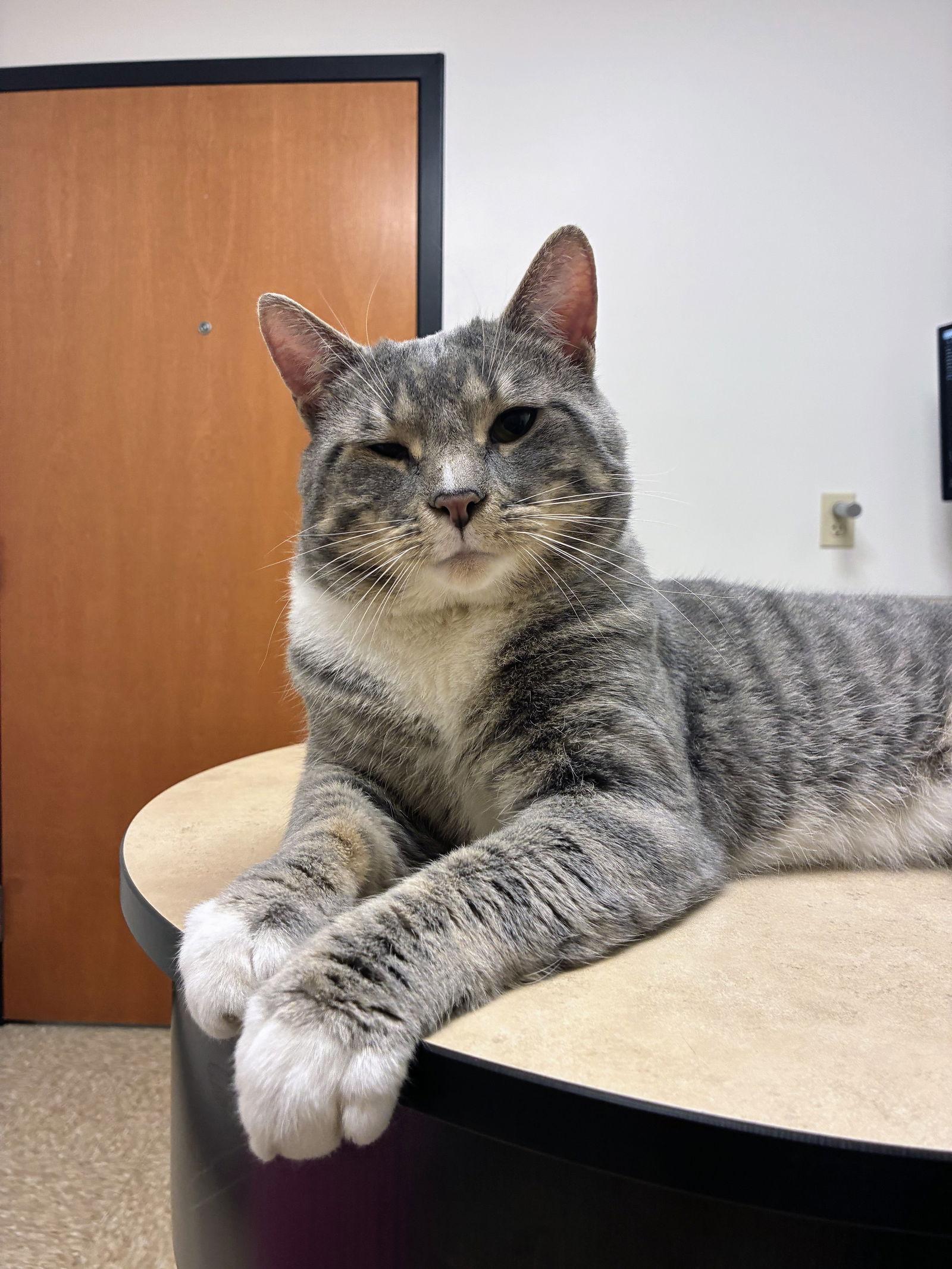 Enlarge Tank, a Adoptable Domestic Short Hair in Allentown, PA image 1/1