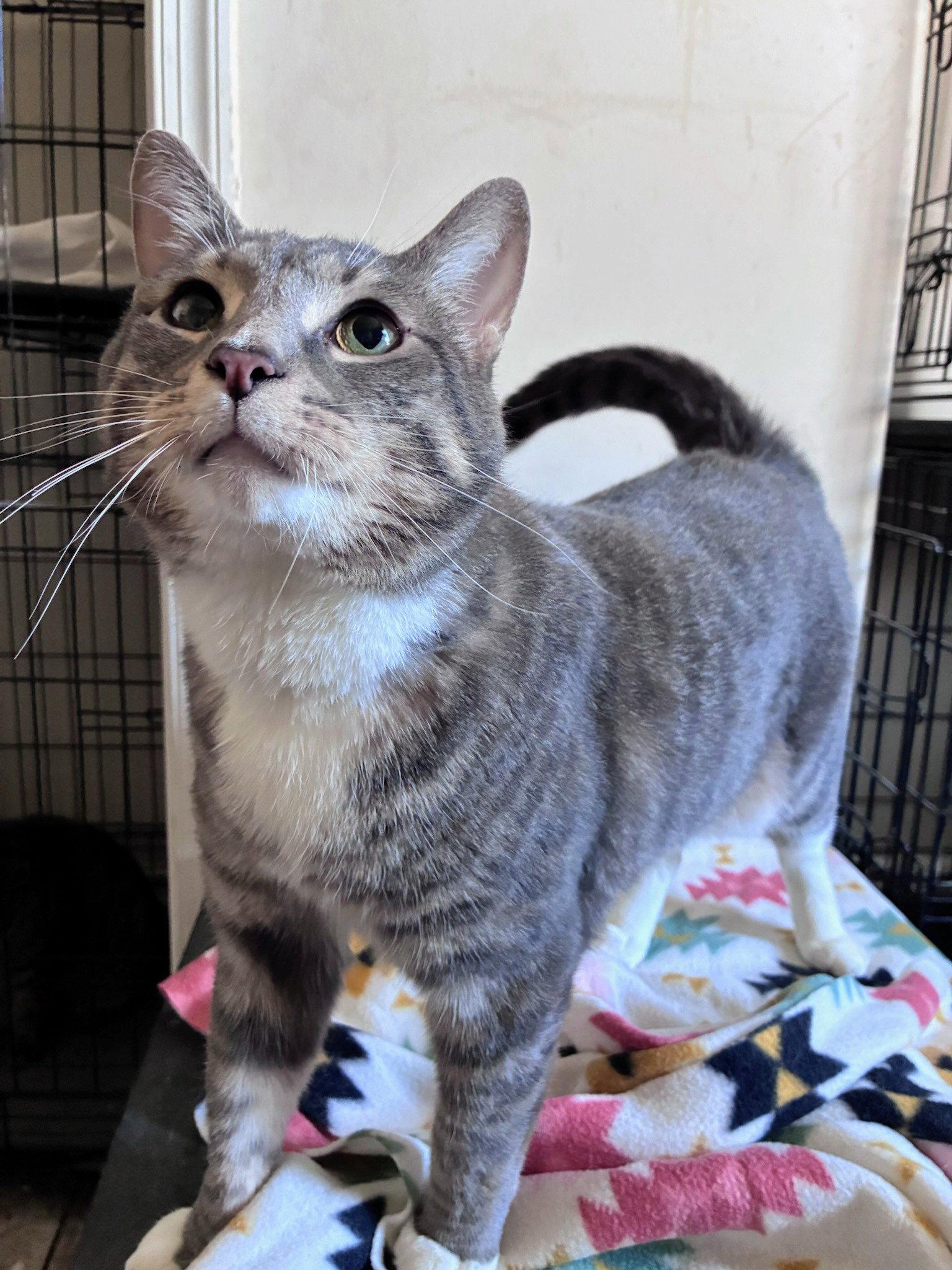 Tank, Adoptable, Adult Male Domestic Short Hair.