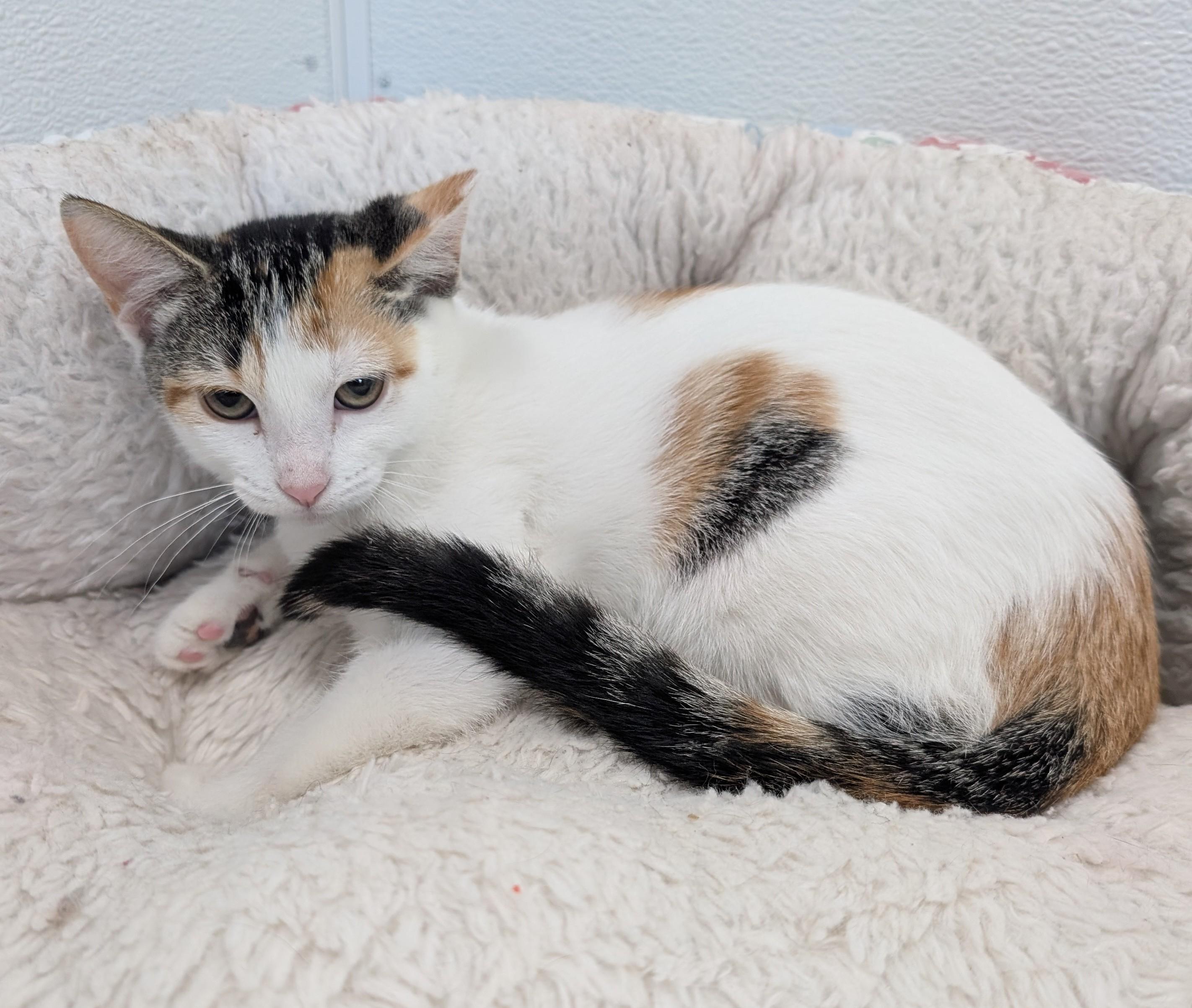 Pixie, Adoptable, Young Female Domestic Short Hair.
