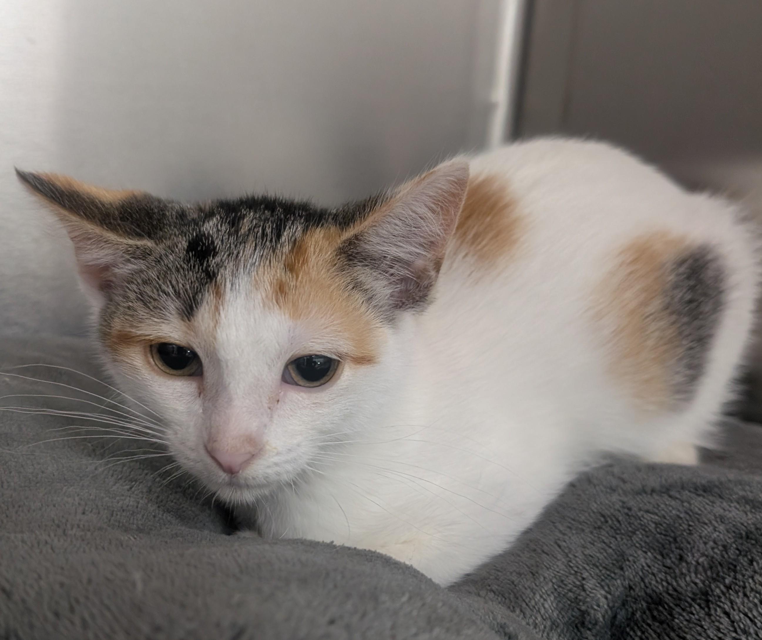 Pixie, adoptable, Young Female Domestic Short Hair.