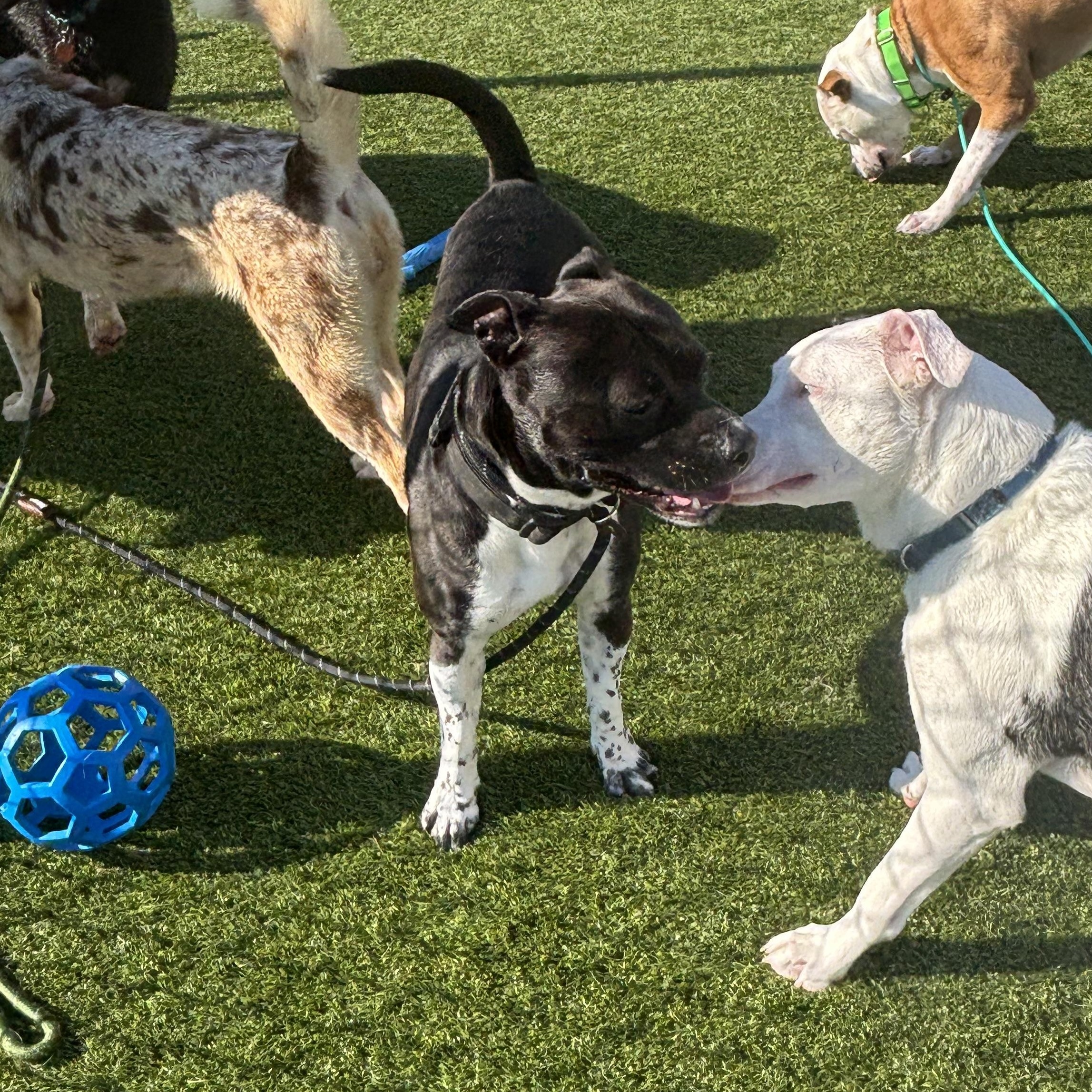 Willy, a ADOPTABLE mixed breed in Liberty, MO image 5/5