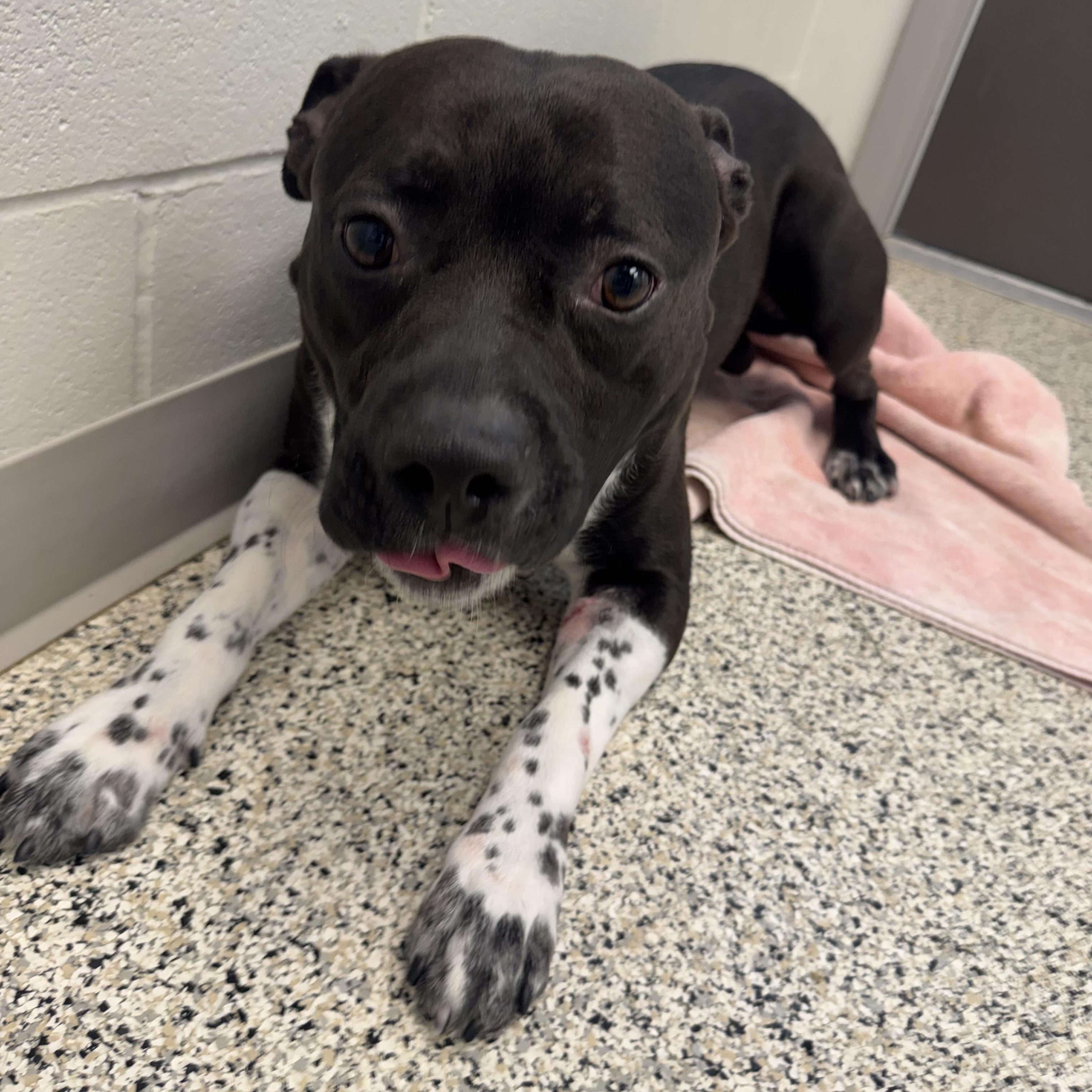 Willy, a ADOPTABLE mixed breed in Liberty, MO image 3/5