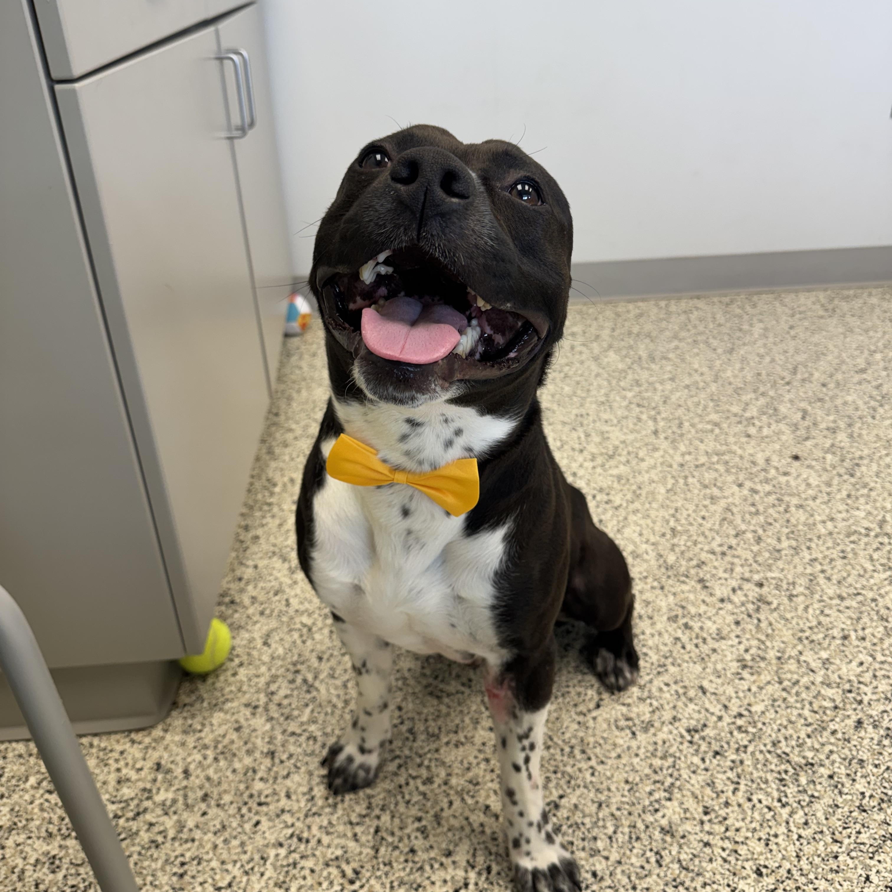 Willy, a ADOPTABLE mixed breed in Liberty, MO image 1/5