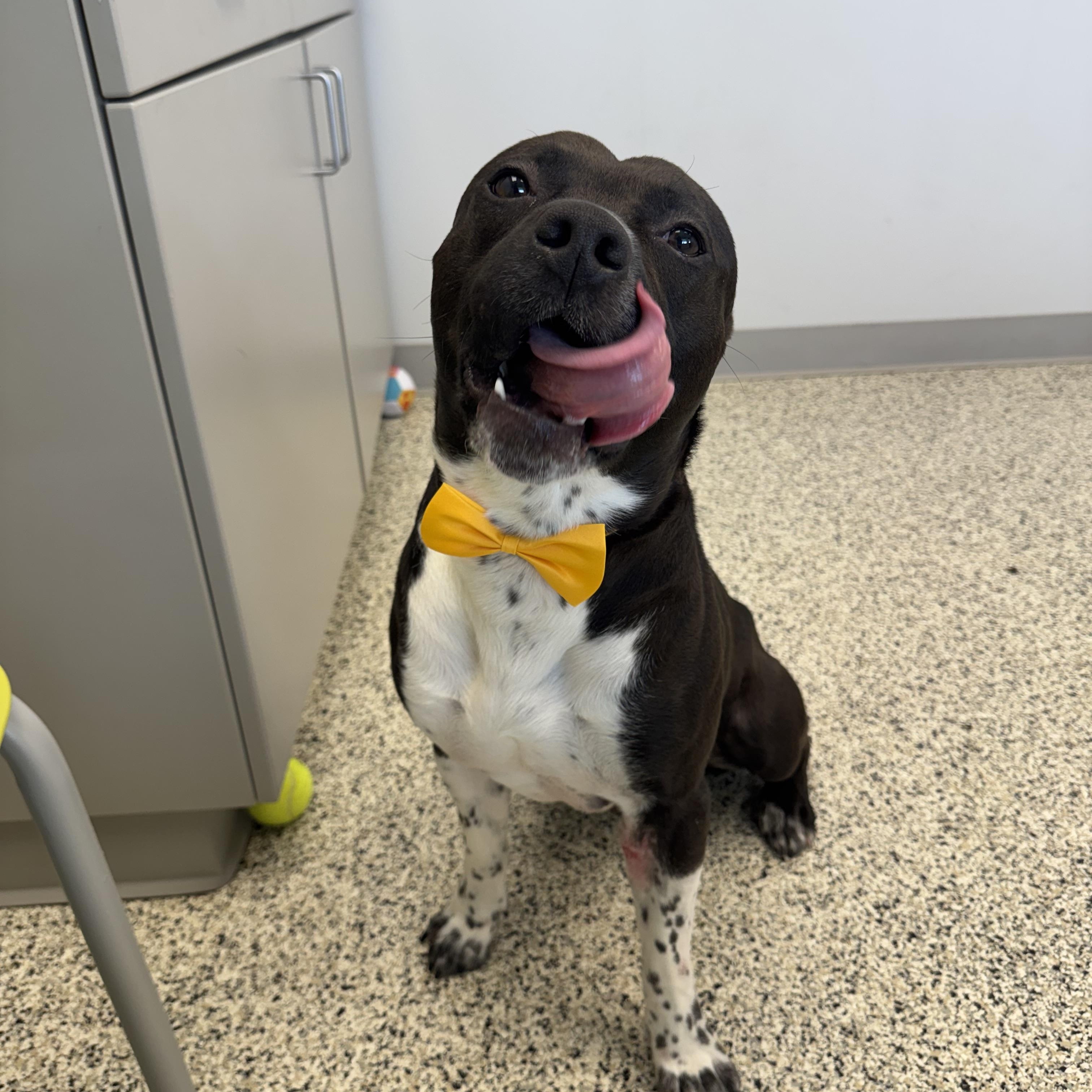 Willy, a ADOPTABLE mixed breed in Liberty, MO image 2/5