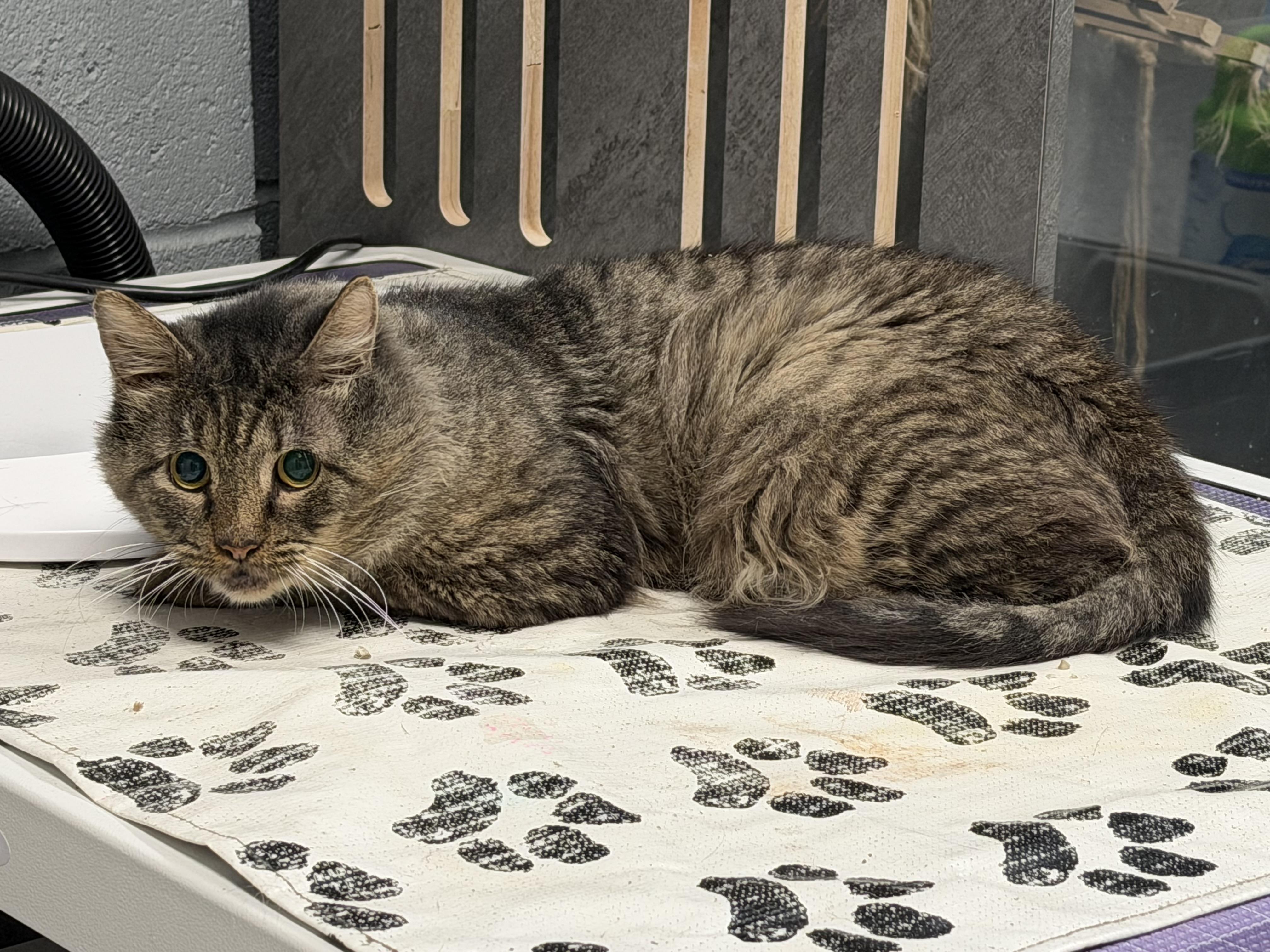 Enlarge Caesar, a Adoptable Domestic Medium Hair in Pottsville, PA image 3/5