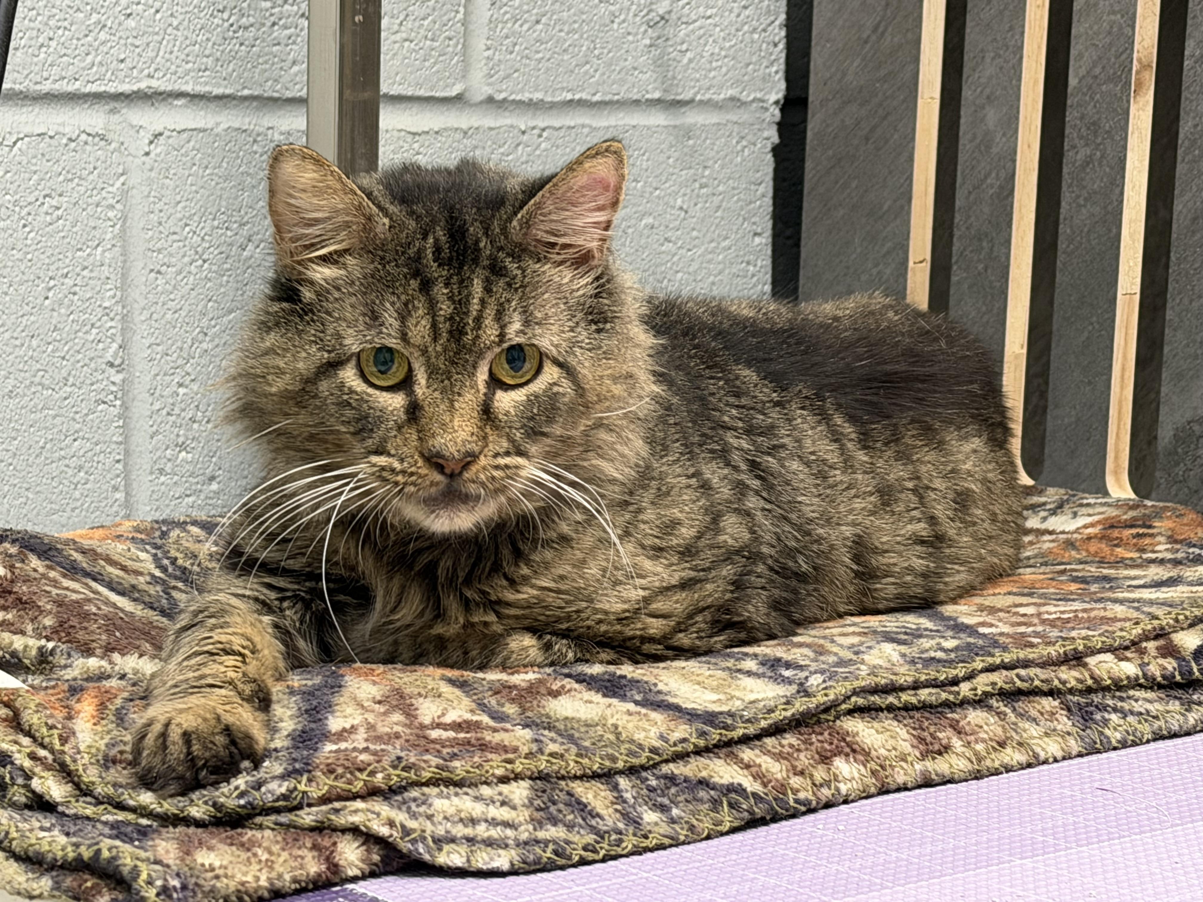 Enlarge Caesar, a Adoptable Domestic Medium Hair in Pottsville, PA image 2/5