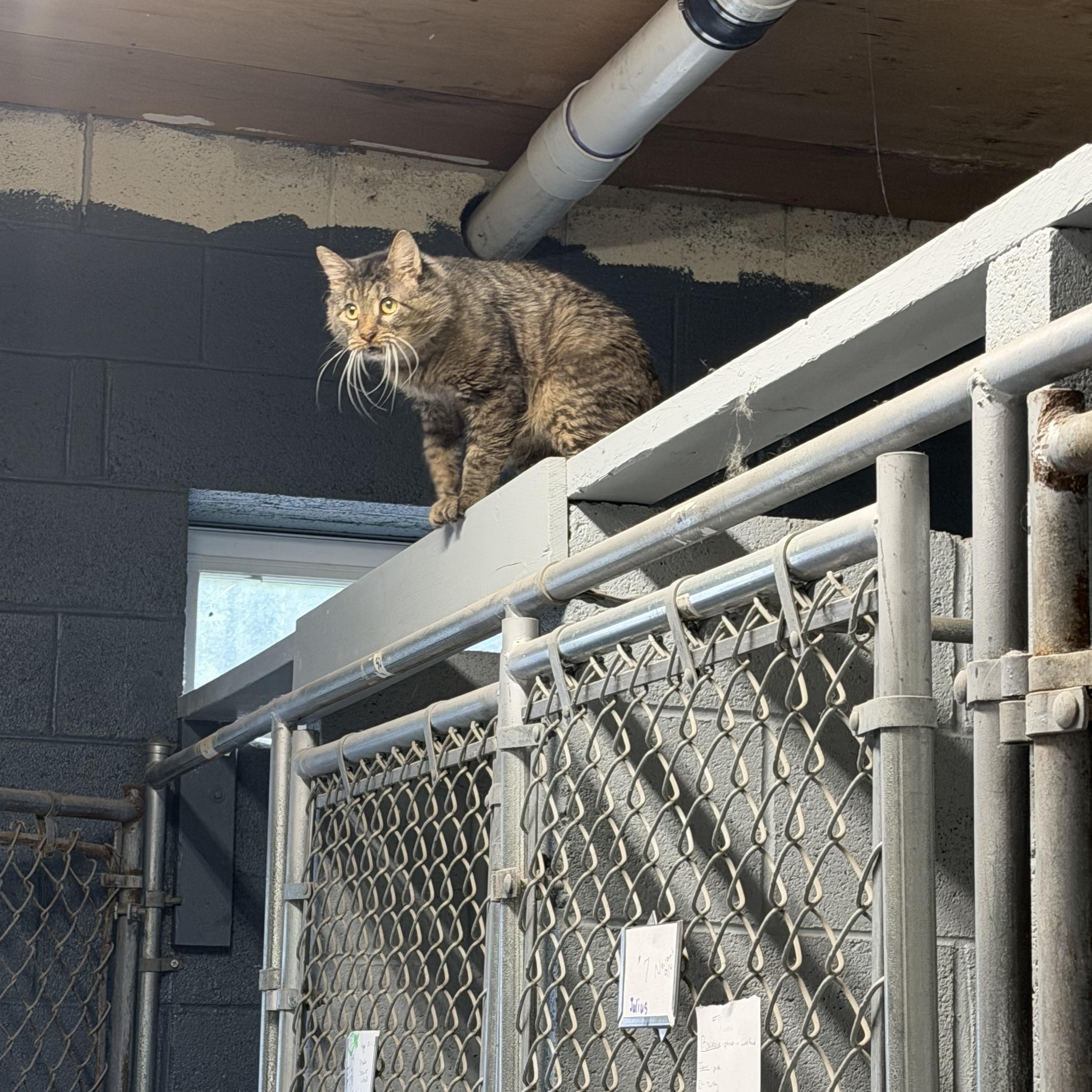 Enlarge Caesar, a Adoptable Domestic Medium Hair in Pottsville, PA image 4/5