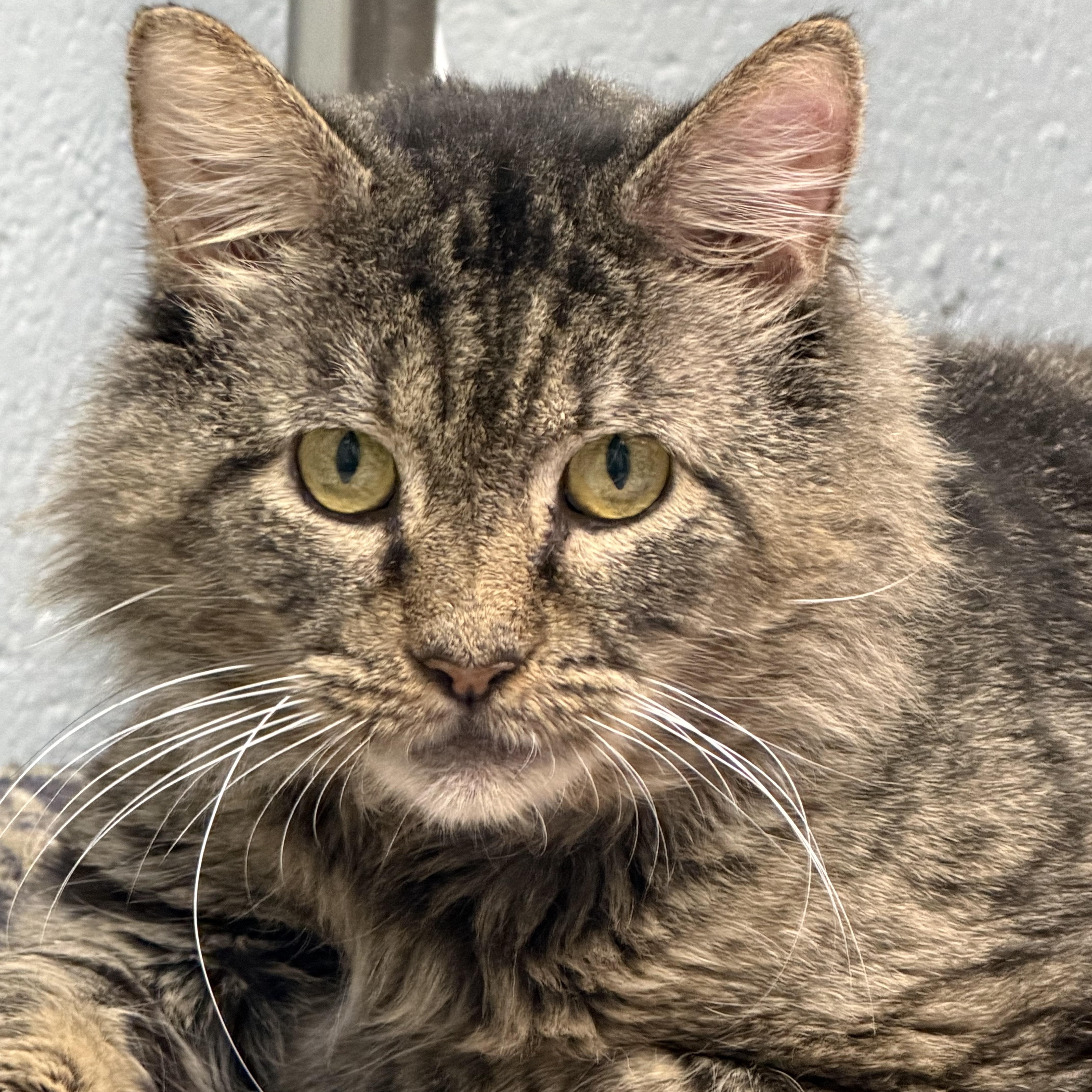 Enlarge Caesar, a Adoptable Domestic Medium Hair in Pottsville, PA image 1/5