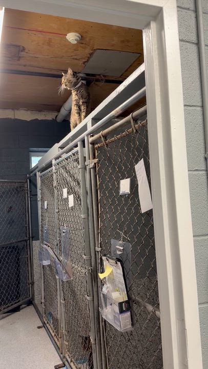 Enlarge Caesar, a Adoptable Domestic Medium Hair in Pottsville, PA video 5/5