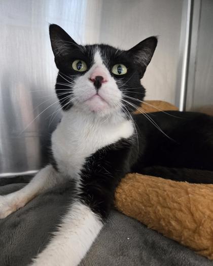 Enlarge Mufasa, a Adoptable mixed breed in Saint Petersburg, FL image 1/1