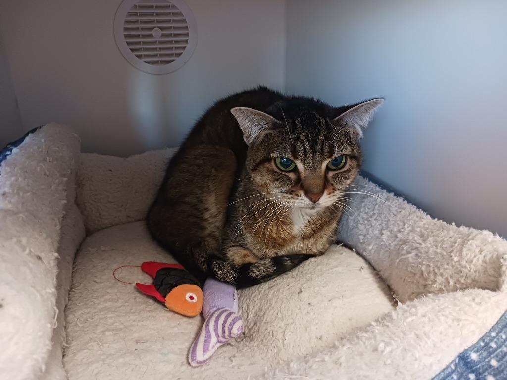 Edie, Adoptable, Senior Female Domestic Short Hair.