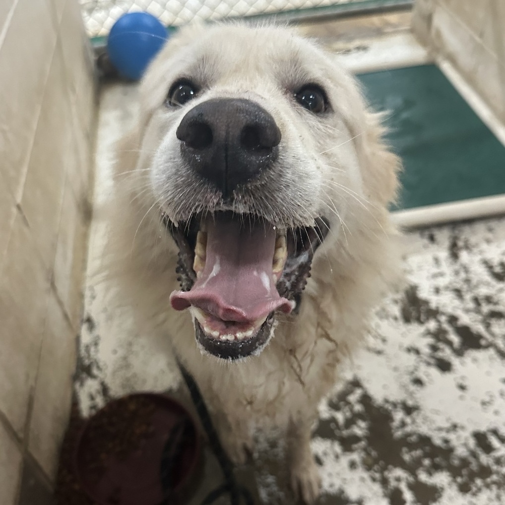Marshmallow, an adoptable Mixed Breed in Selma, AL, 36701 | Photo Image 1